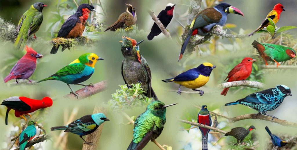 Turistas en caminata de avistamiento con guía local en el bosque de niebla